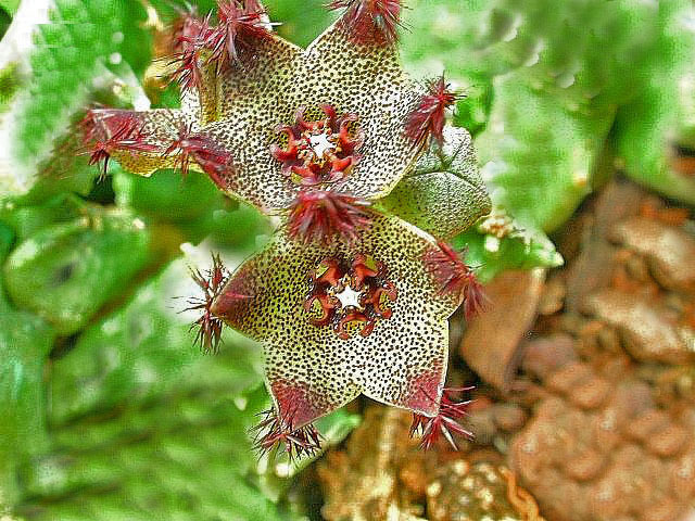 Caralluma hexagona.3