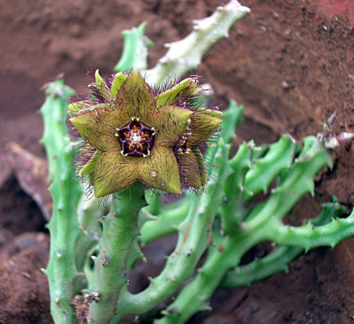 Caralluma indica