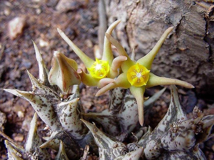 Caralluma laikipiensis