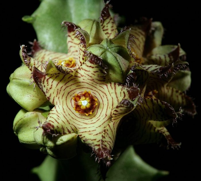 Caralluma negevensis