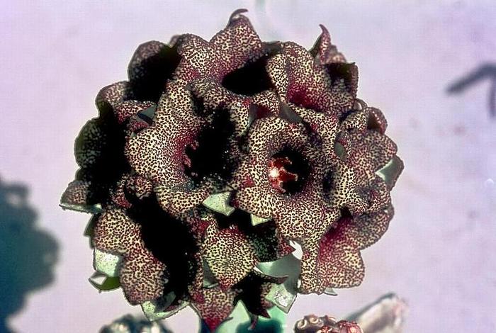 Crenulluma adenensis