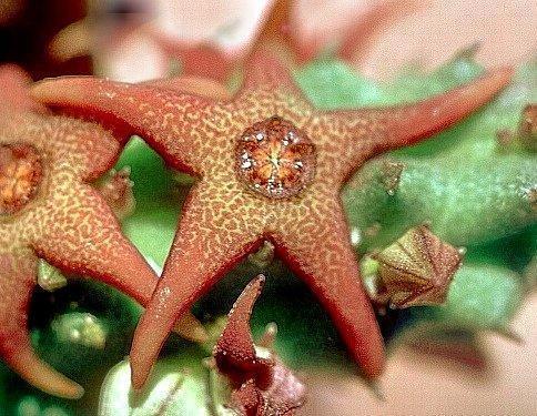 Echidnopsis stellata