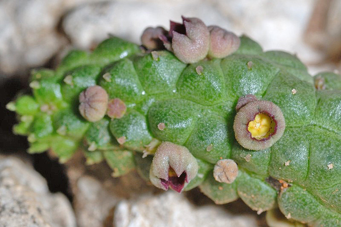 Echidnopsis uraiquatiana