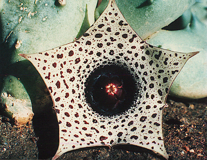 Huernia formosa - Asclepiadaceae dorite
