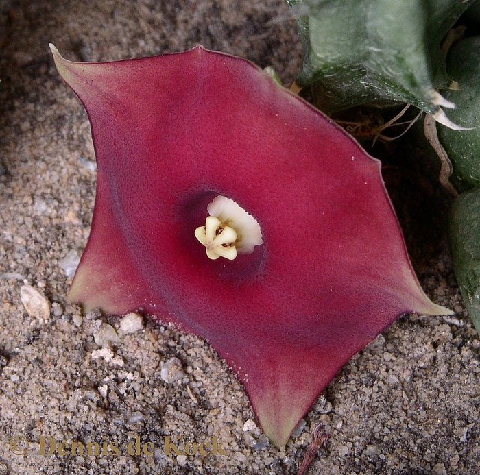 Huernia hadramautica - Asclepiadaceae dorite