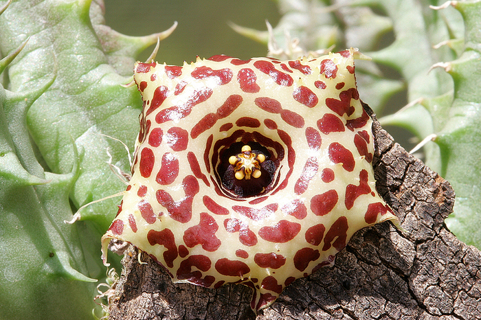 Huernia laevis
