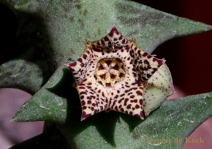 Orbea carnosa subsp. carnosa