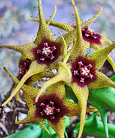 Orbea caudata subsp. caudata