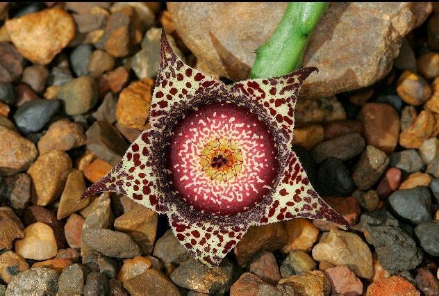 Orbea hardyi
