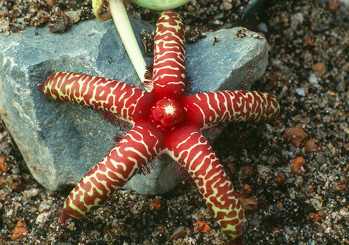 Orbea maculata ssp rangeana