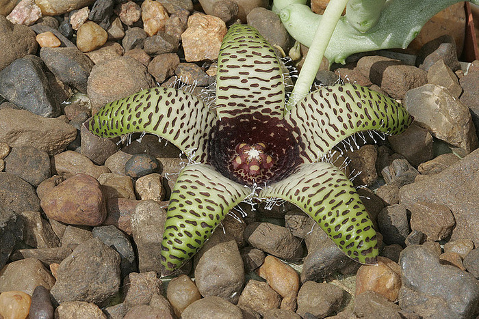 Orbea maculata subsp. kaokoensis