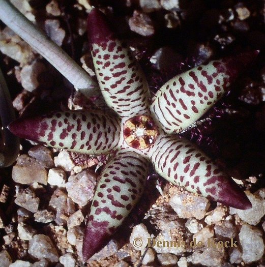 Orbea maculata subsp. maculata - Asclepiadaceae dorite
