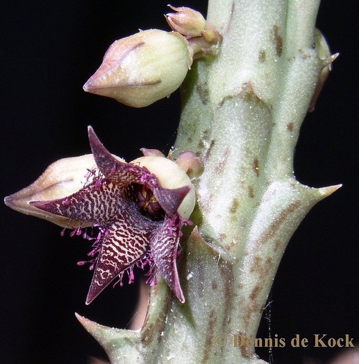 Orbea vibratilis - Asclepiadaceae dorite