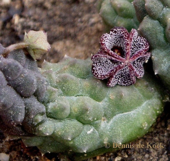 Pectinaria articulata subsp. asperiflora - Asclepiadaceae dorite