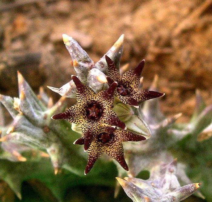 Quaqua armata - Asclepiadaceae dorite