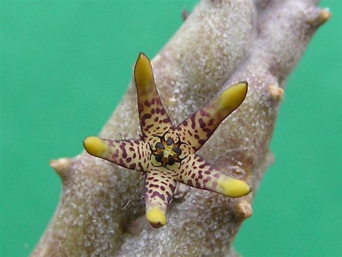 Quaqua gracilis - Asclepiadaceae dorite