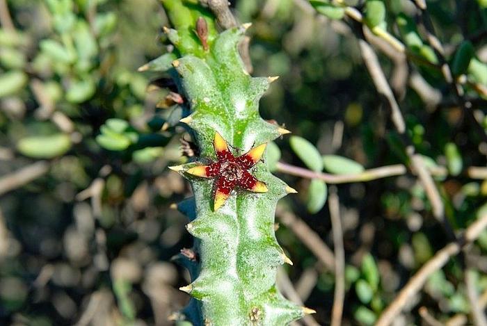 Quaqua inversa - Asclepiadaceae dorite