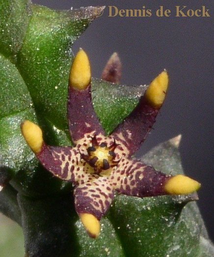 Quaqua parviflora subsp. gracilis - Asclepiadaceae dorite