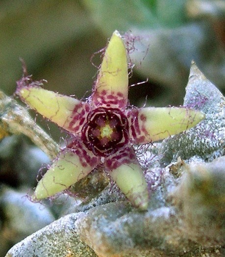 Quaqua pulchra - Asclepiadaceae dorite