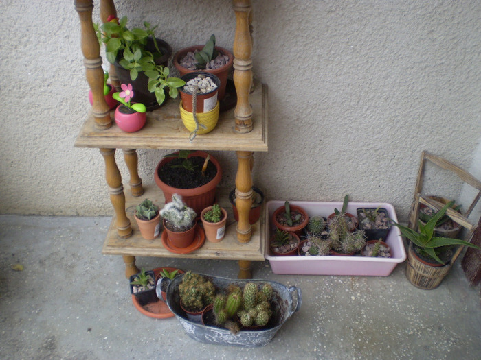 Picture 025; cactusi
