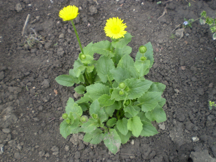 Picture 031; doronicum-iarba ciutei
