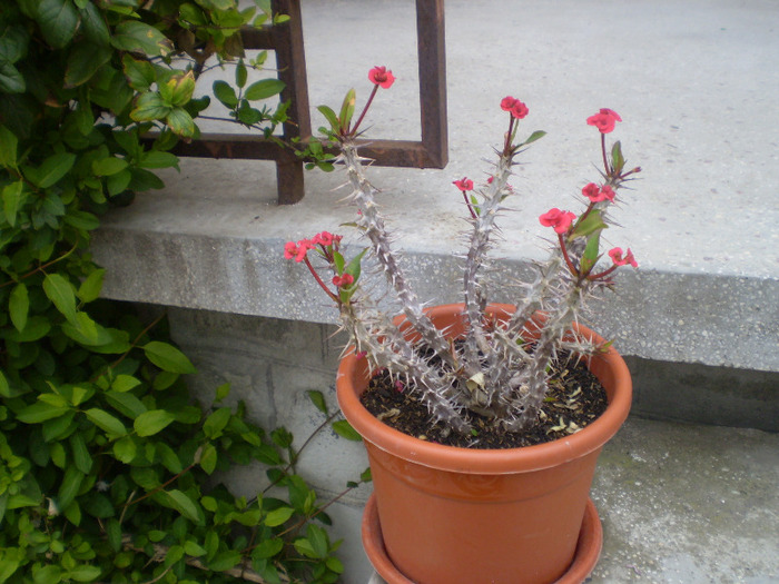 Picture 038; euphorbia milli
