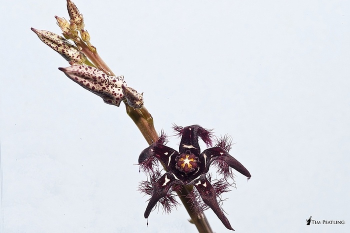 Caralluma priogonium - Asclepiadaceae dorite