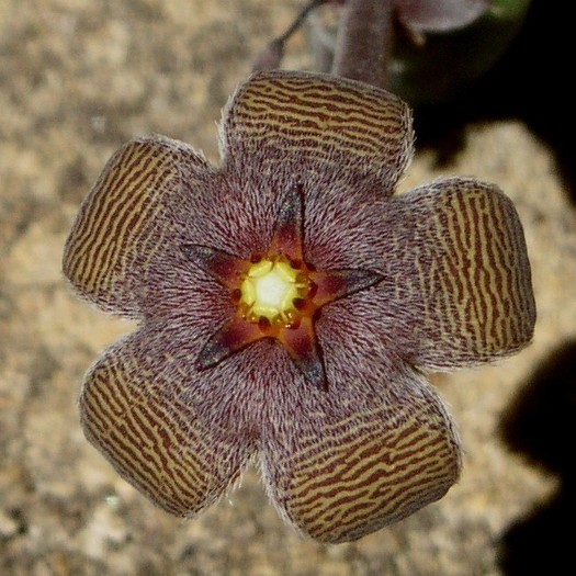 Stapelia paniculata - Asclepiadaceae dorite