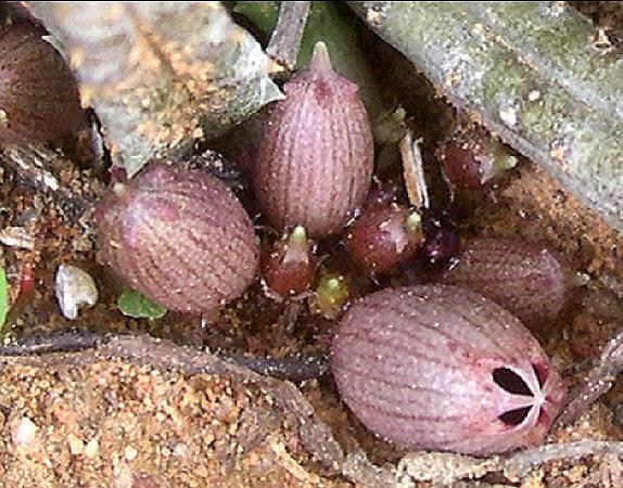 Stapeliopsis breviloba - Asclepiadaceae dorite