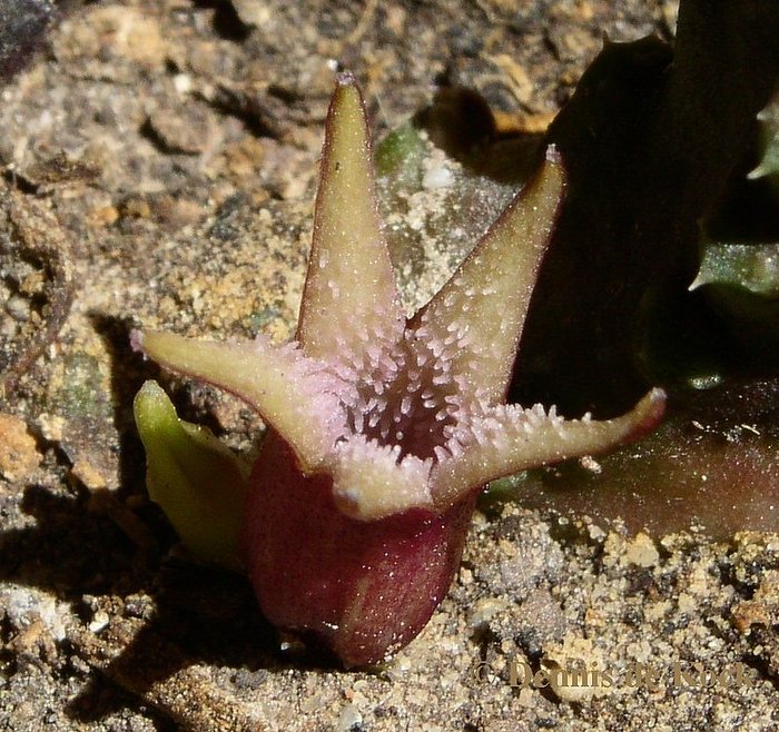 Stapeliopsis exasperata - Asclepiadaceae dorite