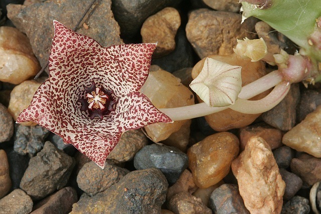 Tridentea parvipuncta subsp. truncata - Asclepiadaceae dorite