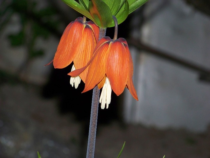 100_2003 - Aprilie 2011