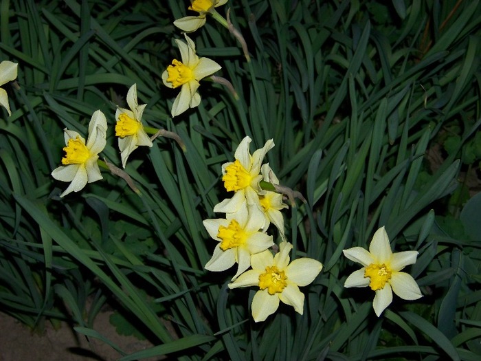 100_2005 - Aprilie 2011