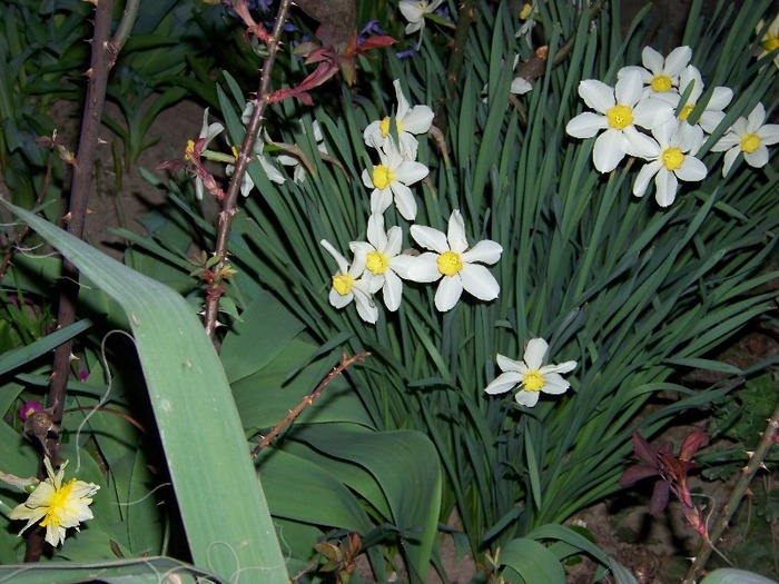 100_2006 - Aprilie 2011