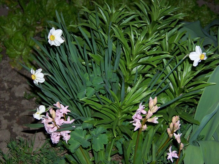 100_2011 - Aprilie 2011