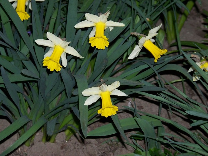 100_2018 - Aprilie 2011