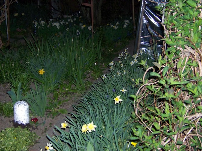 100_2019 - Aprilie 2011