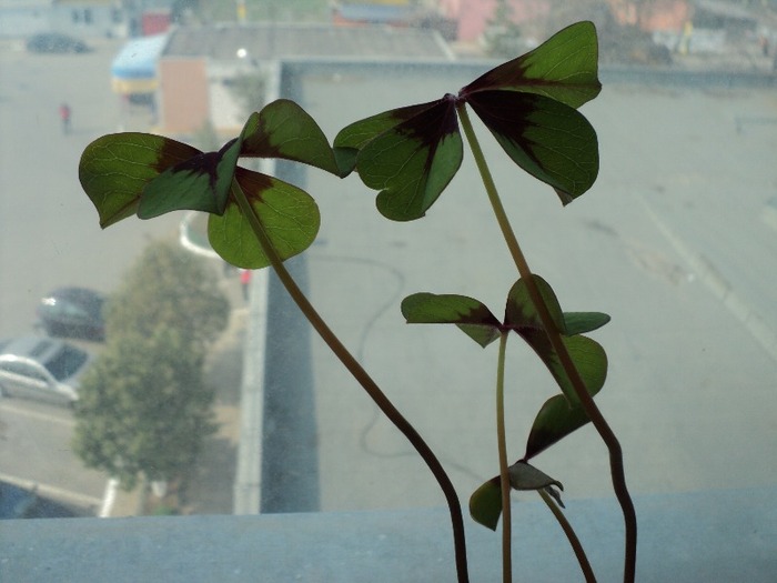 DSC00802 - 2011_Oxalis Iron Cross si Triangularis