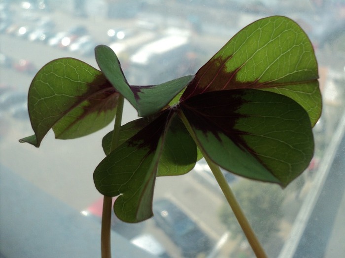 DSC00805 - 2011_Oxalis Iron Cross si Triangularis