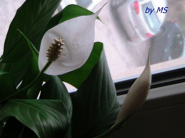 05.04.11 - Spathiphyllum - Crinul pacii -11