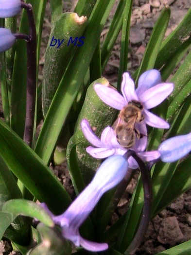 02.11.2011 - ZAMBILA - Hyacinthus orientalis -11