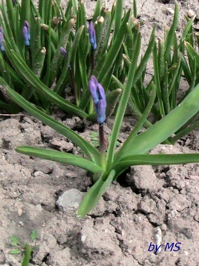 02.11.2011 - ZAMBILA - Hyacinthus orientalis -11