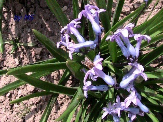 02.11.2011 - ZAMBILA - Hyacinthus orientalis -11