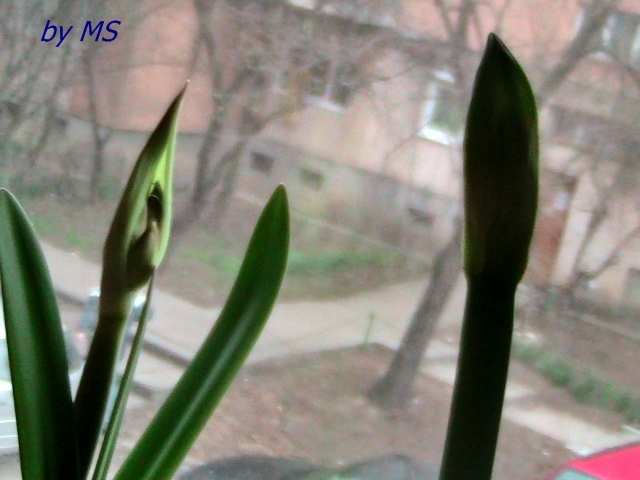 amy roz si alb - boboci