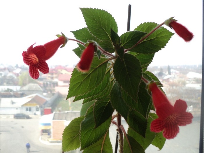 DSC00809 - Kohleria Eriantha