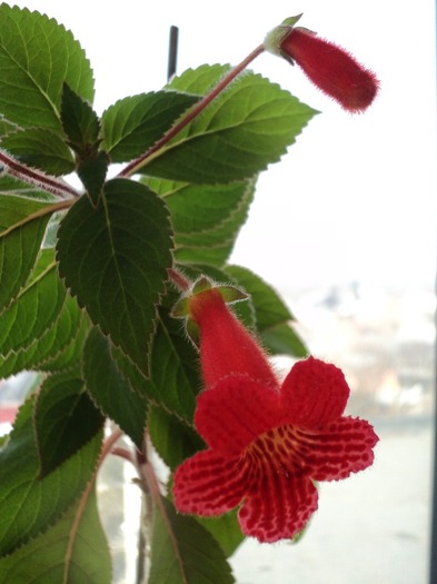 DSC00810 - Kohleria Eriantha