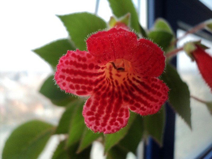 DSC00812 - Kohleria Eriantha