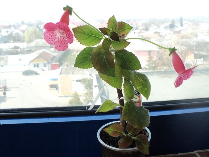 aprilie - Kohleria Sunshine