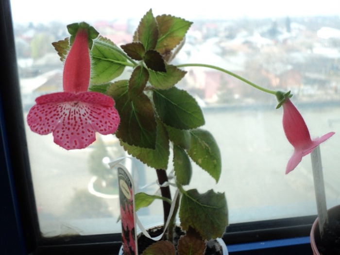 aprilie - Kohleria Sunshine