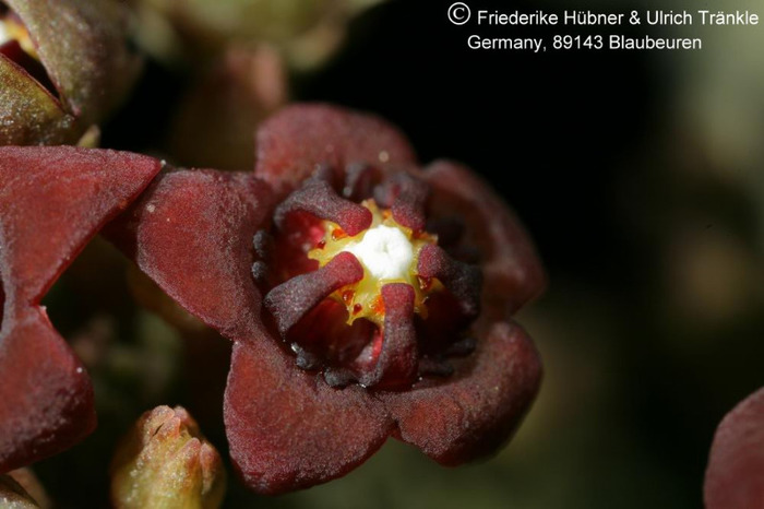 Anomalluma dodsoniana 012